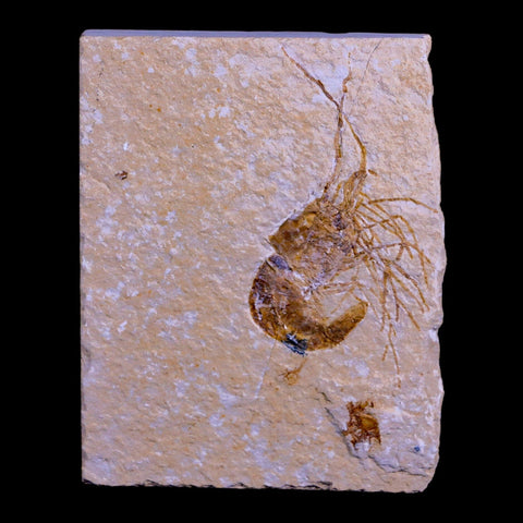 2" Fossil Shrimp Carpopenaeus Cretaceous Age 100 Mil Yrs Old Lebanon COA - Fossil Age Minerals