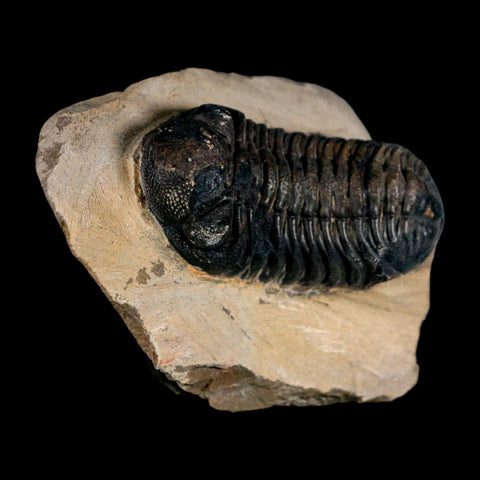 2.2" Reedops Cephalotes Trilobite Fossil Morocco Devonian Age 400 Mil Yrs Old COA - Fossil Age Minerals