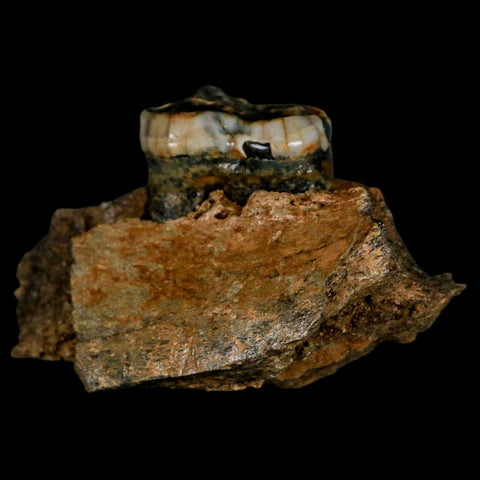 2.9" Extinct Cave Bear Ursus Spelaeus Pre-Molar Tooth Rooted Pleistocene Age COA - Fossil Age Minerals