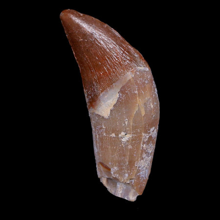 2" Basilosaurus Tooth 40-34 Million Year Old Late Eocene COA