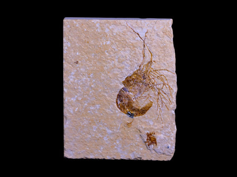 2" Fossil Shrimp Carpopenaeus Cretaceous Age 100 Mil Yrs Old Lebanon COA - Fossil Age Minerals