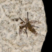 0.5" Detailed Fossil March Fly Insect Green River FM Uintah County UT Eocene Age