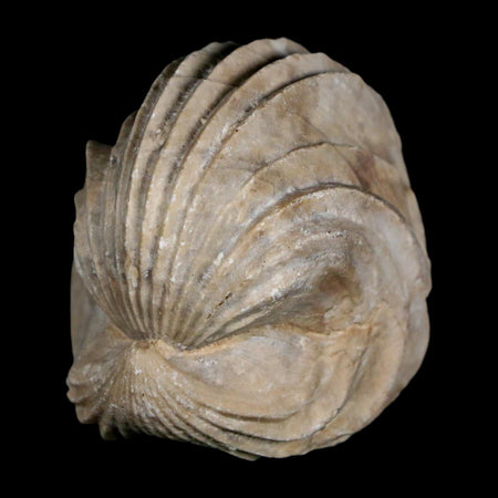 1.6" Burmirhynchia Decorata Brachiopod Fossil Jurassic Age Ardenes France