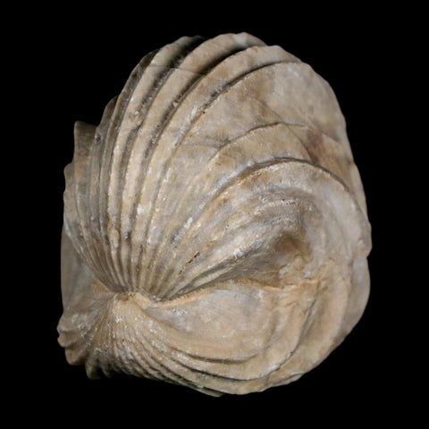 1.6" Burmirhynchia Decorata Brachiopod Fossil Jurassic Age Ardenes France