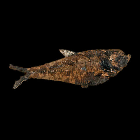 3.5" Diplomystus Dentatus Fossil Fish Green River FM WY Eocene Age COA, Stand - Fossil Age Minerals