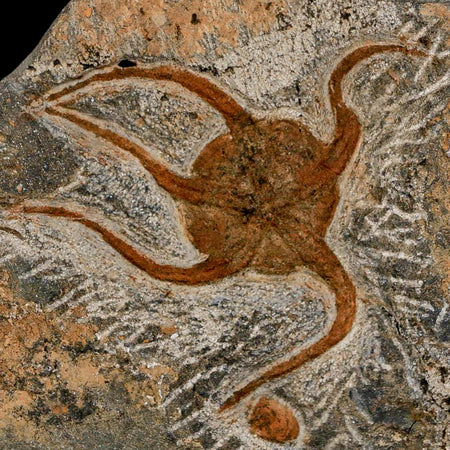 2.5" Brittlestar Ophiura Sp Starfish Fossil Ordovician Age Morocco COA & Stand