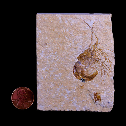 2" Fossil Shrimp Carpopenaeus Cretaceous Age 100 Mil Yrs Old Lebanon COA - Fossil Age Minerals