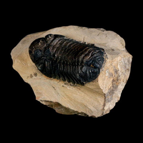 2.2" Reedops Cephalotes Trilobite Fossil Morocco Devonian Age 400 Mil Yrs Old COA - Fossil Age Minerals