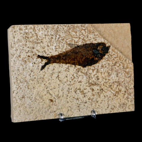 3.5" Diplomystus Dentatus Fossil Fish Green River FM WY Eocene Age COA, Stand - Fossil Age Minerals