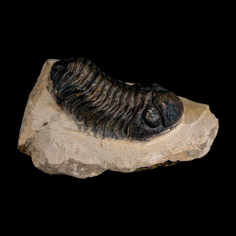 2.2" Reedops Cephalotes Trilobite Fossil Morocco Devonian Age 400 Mil Yrs Old COA - Fossil Age Minerals
