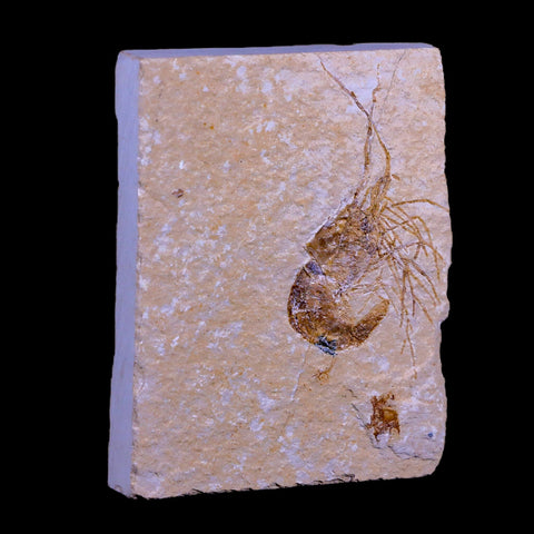2" Fossil Shrimp Carpopenaeus Cretaceous Age 100 Mil Yrs Old Lebanon COA - Fossil Age Minerals