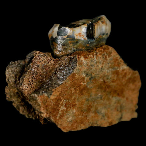 2.9" Extinct Cave Bear Ursus Spelaeus Pre-Molar Tooth Rooted Pleistocene Age COA - Fossil Age Minerals