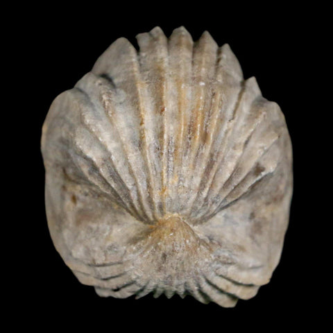 1.6" Burmirhynchia Decorata Brachiopod Fossil Jurassic Age Ardenes France