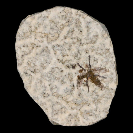 0.5" Detailed Fossil March Fly Insect Green River FM Uintah County UT Eocene Age