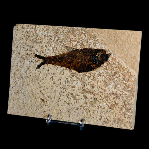 3.5" Diplomystus Dentatus Fossil Fish Green River FM WY Eocene Age COA, Stand - Fossil Age Minerals