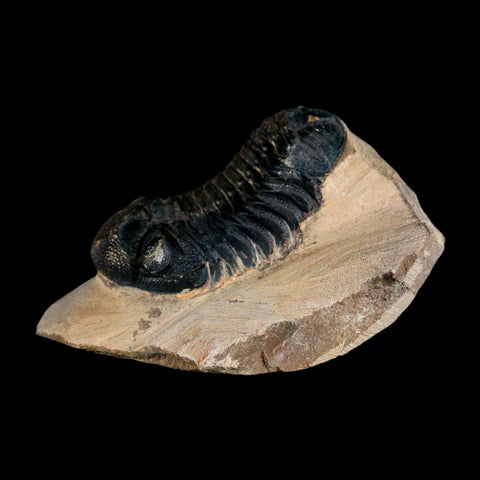2.2" Reedops Cephalotes Trilobite Fossil Morocco Devonian Age 400 Mil Yrs Old COA - Fossil Age Minerals