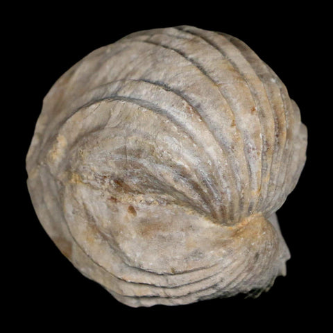 1.6" Burmirhynchia Decorata Brachiopod Fossil Jurassic Age Ardenes France