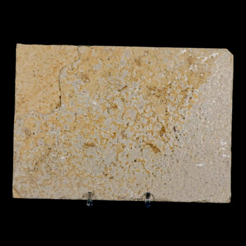 3.5" Diplomystus Dentatus Fossil Fish Green River FM WY Eocene Age COA, Stand - Fossil Age Minerals