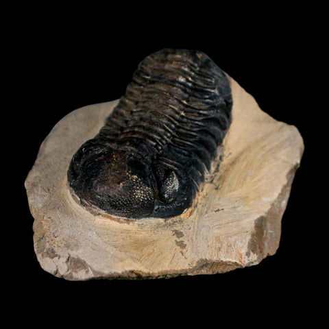 2.2" Reedops Cephalotes Trilobite Fossil Morocco Devonian Age 400 Mil Yrs Old COA - Fossil Age Minerals
