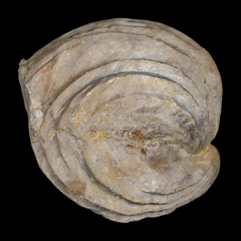 1.6" Burmirhynchia Decorata Brachiopod Fossil Jurassic Age Ardenes France