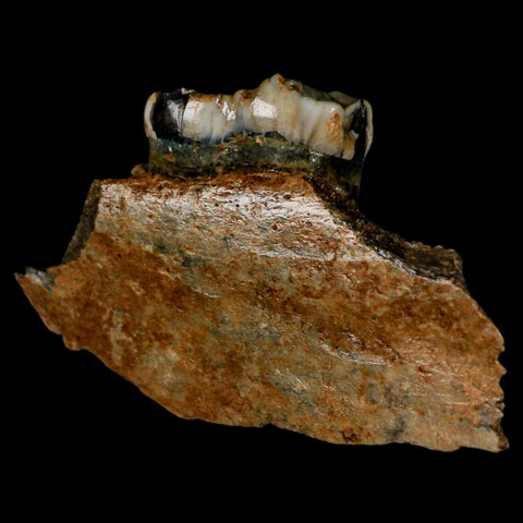 2.9" Extinct Cave Bear Ursus Spelaeus Pre-Molar Tooth Rooted Pleistocene Age COA - Fossil Age Minerals