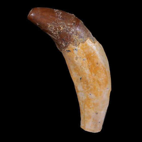 2" Basilosaurus Tooth 40-34 Million Year Old Late Eocene COA - Fossil Age Minerals