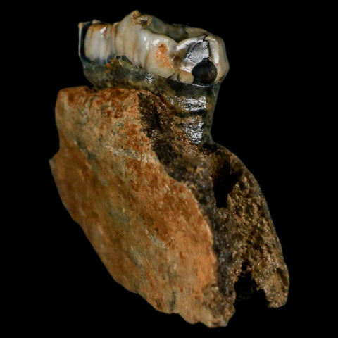 2.9" Extinct Cave Bear Ursus Spelaeus Pre-Molar Tooth Rooted Pleistocene Age COA - Fossil Age Minerals