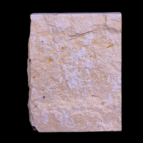 2" Fossil Shrimp Carpopenaeus Cretaceous Age 100 Mil Yrs Old Lebanon COA - Fossil Age Minerals