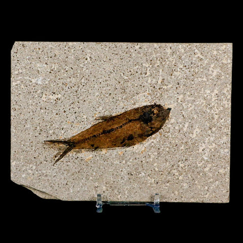 3.6" Knightia Eocaena Fossil Fish Green River FM Wyoming Eocene Age COA & Stand - Fossil Age Minerals