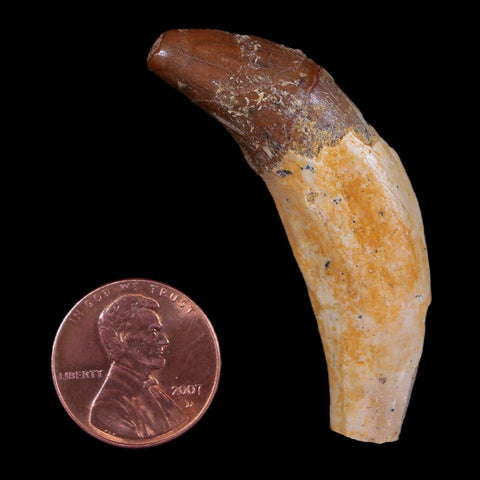 2" Basilosaurus Tooth 40-34 Million Year Old Late Eocene COA - Fossil Age Minerals