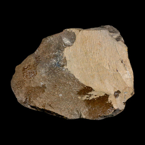 2.2" Reedops Cephalotes Trilobite Fossil Morocco Devonian Age 400 Mil Yrs Old COA - Fossil Age Minerals