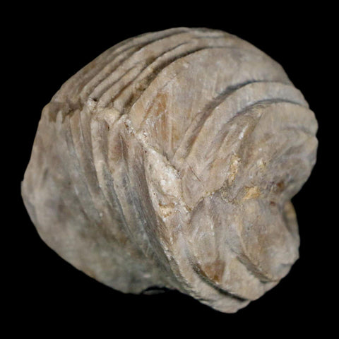 1.6" Burmirhynchia Decorata Brachiopod Fossil Jurassic Age Ardenes France