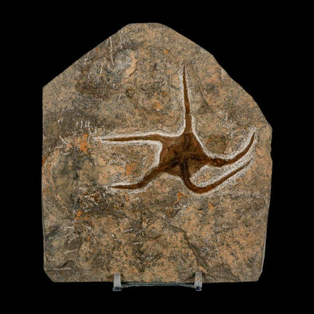 2.9" Brittlestar Ophiura Sp Starfish Fossil Ordovician Age Morocco COA & Stand