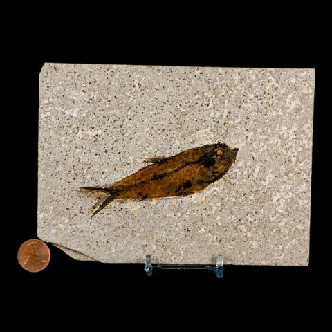 3.6" Knightia Eocaena Fossil Fish Green River FM Wyoming Eocene Age COA & Stand - Fossil Age Minerals