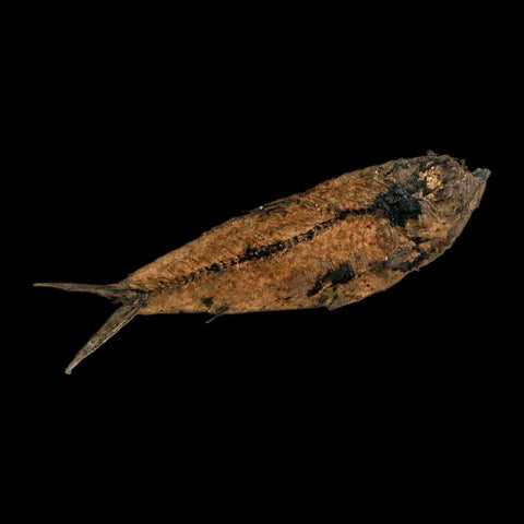 3.6" Knightia Eocaena Fossil Fish Green River FM Wyoming Eocene Age COA & Stand - Fossil Age Minerals