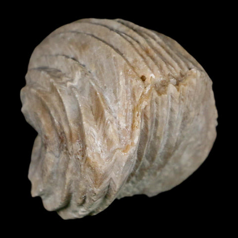 1.6" Burmirhynchia Decorata Brachiopod Fossil Jurassic Age Ardenes France