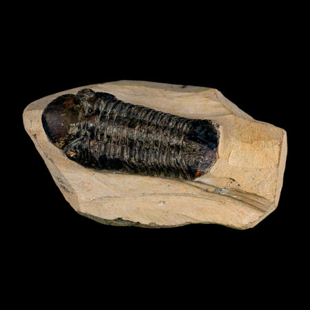 2.6" Reedops Cephalotes Trilobite Fossil Morocco Devonian Age 400 Mil Yrs Old COA