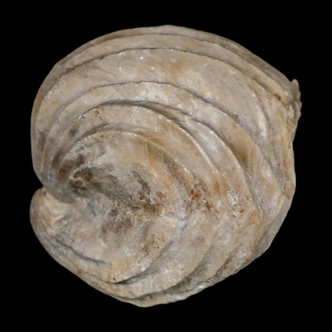 1.6" Burmirhynchia Decorata Brachiopod Fossil Jurassic Age Ardenes France