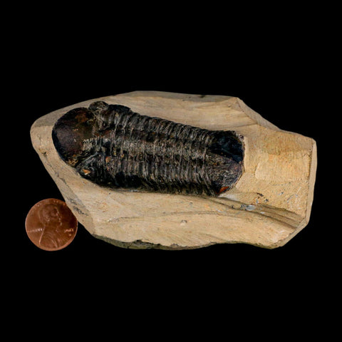 2.6" Reedops Cephalotes Trilobite Fossil Morocco Devonian Age 400 Mil Yrs Old COA - Fossil Age Minerals