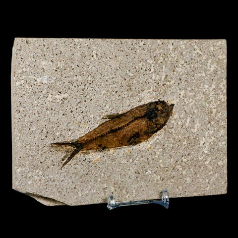 3.6" Knightia Eocaena Fossil Fish Green River FM Wyoming Eocene Age COA & Stand - Fossil Age Minerals