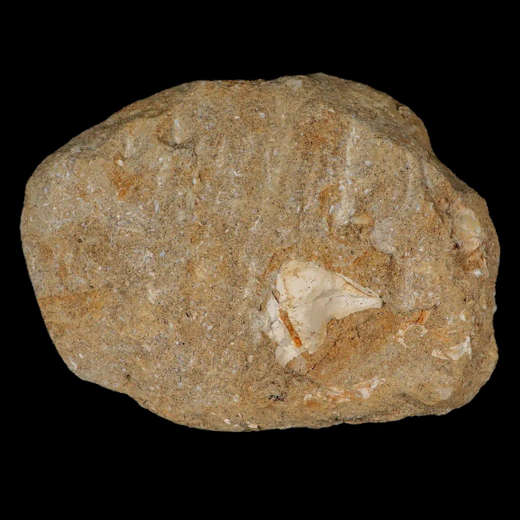2.6" Saber Toothed Herring Fossil Fang Tooth Enchodus Libycus Cretaceous Age - Fossil Age Minerals