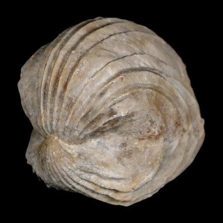 1.6" Burmirhynchia Decorata Brachiopod Fossil Jurassic Age Ardenes France