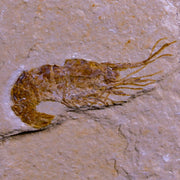 1.9" Fossil Shrimp Carpopenaeus Cretaceous Age 100 Mil Yrs Old Lebanon COA