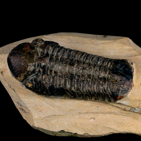 2.6" Reedops Cephalotes Trilobite Fossil Morocco Devonian Age 400 Mil Yrs Old COA