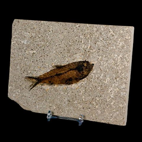 3.6" Knightia Eocaena Fossil Fish Green River FM Wyoming Eocene Age COA & Stand - Fossil Age Minerals