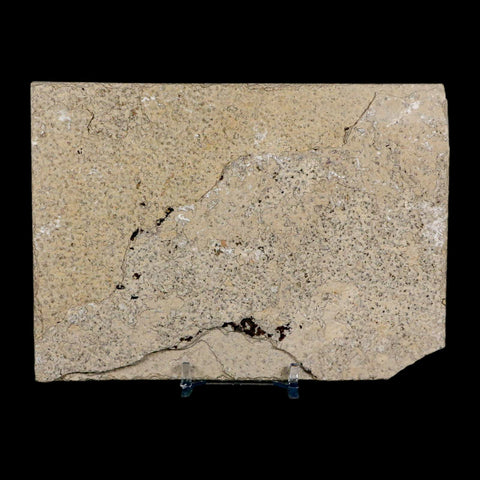 3.6" Knightia Eocaena Fossil Fish Green River FM Wyoming Eocene Age COA & Stand - Fossil Age Minerals