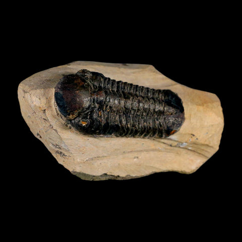 2.6" Reedops Cephalotes Trilobite Fossil Morocco Devonian Age 400 Mil Yrs Old COA - Fossil Age Minerals