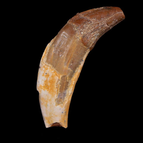 2" Basilosaurus Tooth 40-34 Million Year Old Late Eocene COA - Fossil Age Minerals