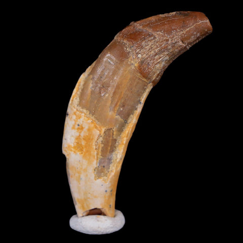 2" Basilosaurus Tooth 40-34 Million Year Old Late Eocene COA - Fossil Age Minerals