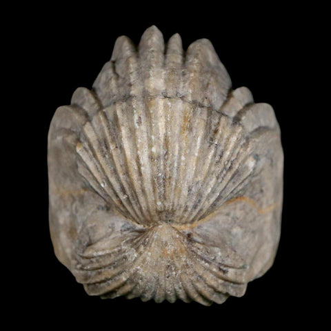 1.6" Burmirhynchia Decorata Brachiopod Fossil Jurassic Age Ardenes France